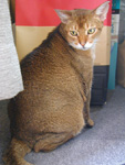 サブ