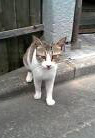 カレー猫