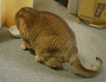 カニカマにがっつくサブ