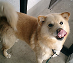 愛犬「コロスケさん」