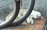 寝ころぶ猫