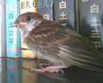 東陽01