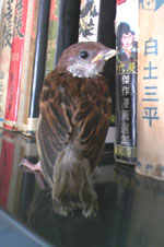 東陽01